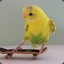 Bird on a Skateboard