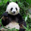 ## Panda