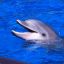 DOLPHINE