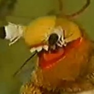 Xuitali онлифанс