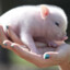 Velocity | mini PIG