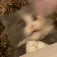 我回来了孩子们