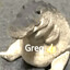 greg