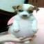 PeRRo GoRdO
