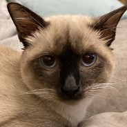 一个爱玩躲猫猫的菜鸡
