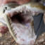 Alligator gar