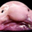 blob fish