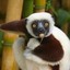 zoboomafoo &quot;FAIL&quot;