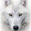 Loup Blanc