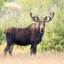 MagikMoose