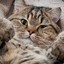 Caramel_cat