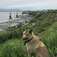 я все понимаю