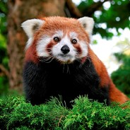 Red_Panda ЛЮДАЯДНЫЙ