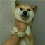 Sarkura路