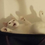 CAT (suffers in heatwave)