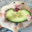 Corgi_shark2