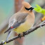 Cedar Waxwing