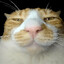 Meow Meow
