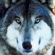 Timber_Wolf
