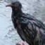 soggy pigeon no. 826