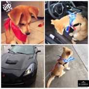 小红书：飞翔的猪宝