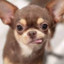 Juicy dog