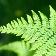 Fern