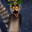 OfficialKingJulien