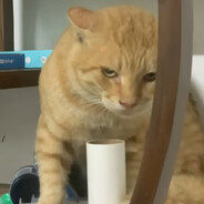 圆头耄耋不会梦到大狗嚼