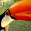 Toucan Stan