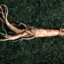 jin sang root