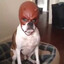 daredevil dog