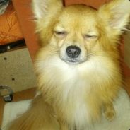 Tilo