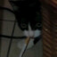 SmokingCat1922