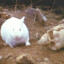 RabbitGoWoof