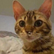 a literal cat
