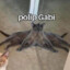 polip Gabi