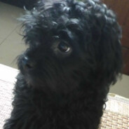 小七养牛不喂草