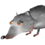 Rat