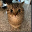 lux