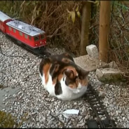katze vs gartenbahn