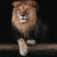 lev