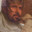 Euterfred