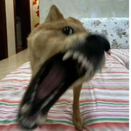 大狗嚼俱乐部布鲁斯1号