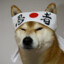 Kamikaze Doge