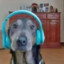 perro con auriculares