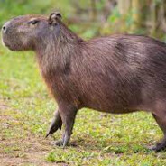 Capybara