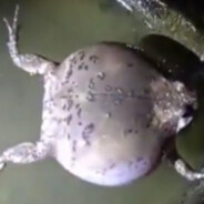 sandbagging, tired of teammates