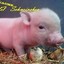 Trüffelschwein
