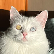 укус узбека - steam id 76561198885657598